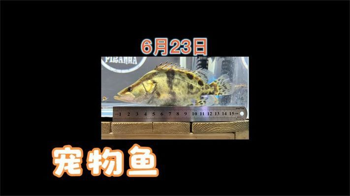 魟魚生長速度如何監(jiān)測：如何監(jiān)測魟魚的生長速度