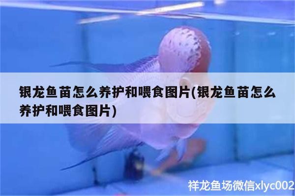 銀龍魚苗怎么養護和喂食圖片(銀龍魚苗怎么養護和喂食圖片) 銀龍魚苗怎么養護和喂食圖片(銀龍魚苗怎么養護和喂食圖片) 銀龍魚百科