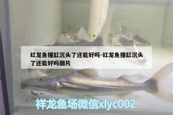 紅龍魚沉頭可以調理嗎：紅龍魚沉頭物理固定技巧紅龍魚沉頭預防措施 紅龍魚沉頭可以調理嗎：紅龍魚沉頭物理固定技巧紅龍魚沉頭預防措施 紅龍魚百科 第5張