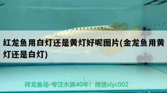 紅龍魚用白燈還是黃燈好呢圖片(金龍魚用黃燈還是白燈)