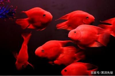 1.2米的魚缸養多少條鸚鵡魚：1.2米的魚缸養多少條鸚鵡魚, 1.2米的魚缸養多少條鸚鵡魚：1.2米的魚缸養多少條鸚鵡魚, 魚缸百科 第3張