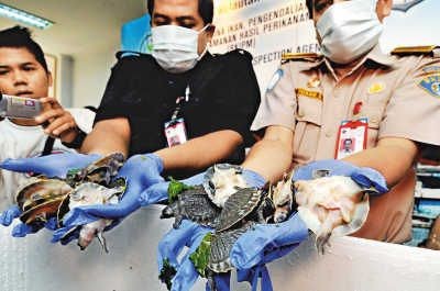 賣豬鼻龜被抓會怎么樣：賣豬鼻子龜被抓可能會面臨法律處罰和道德處罰和道德譴責 賣豬鼻龜被抓會怎么樣：賣豬鼻子龜被抓可能會面臨法律處罰和道德處罰和道德譴責 豬鼻龜百科 第3張