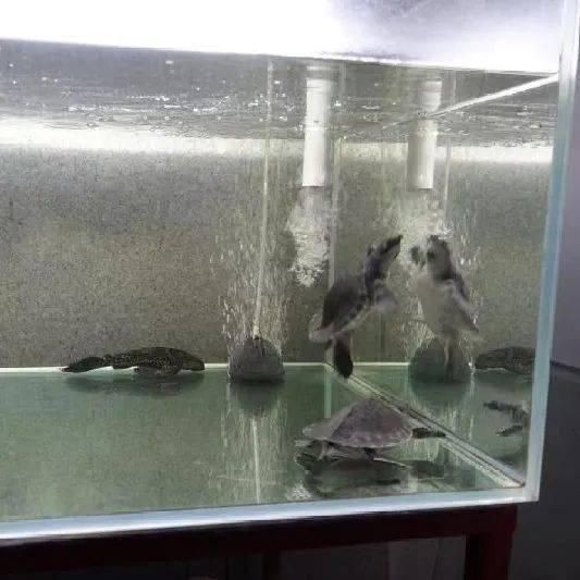 賣豬鼻龜被抓會怎么樣：賣豬鼻子龜被抓可能會面臨法律處罰和道德處罰和道德譴責 賣豬鼻龜被抓會怎么樣：賣豬鼻子龜被抓可能會面臨法律處罰和道德處罰和道德譴責 豬鼻龜百科 第4張