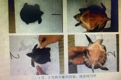 賣豬鼻龜被抓會怎么樣：賣豬鼻子龜被抓可能會面臨法律處罰和道德處罰和道德譴責 賣豬鼻龜被抓會怎么樣：賣豬鼻子龜被抓可能會面臨法律處罰和道德處罰和道德譴責 豬鼻龜百科 第5張