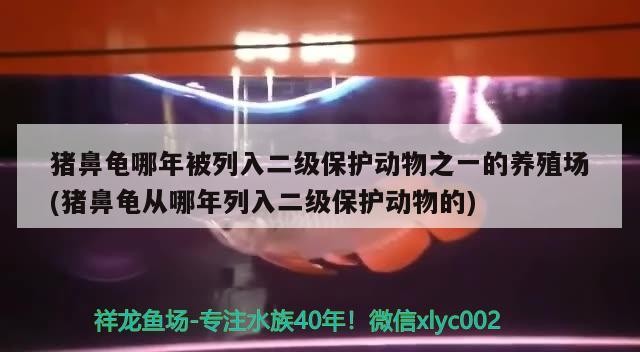 豬鼻龜哪年被列入二級保護動物之一的養(yǎng)殖場(豬鼻龜從哪年列入二級保護動物的)