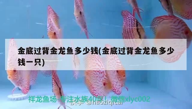 金頭過背金龍魚 金底過背金龍魚多少錢(金底過背金龍魚多少錢一只) 金龍魚百科 金底過背金龍魚多少錢(金底過背金龍魚多少錢一只) 金底過背金龍魚多少錢(金底過背金龍魚多少錢一只) 金龍魚百科