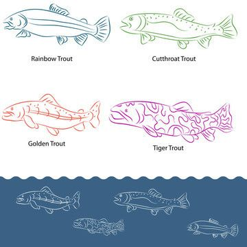 怎么畫(huà)老虎魚(yú)：如何畫(huà)老虎魚(yú)，畫(huà)老虎魚(yú)的基本步驟，