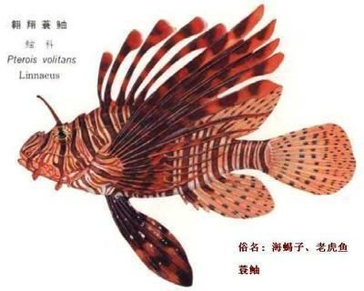 怎么畫(huà)老虎魚(yú)：如何畫(huà)老虎魚(yú)，畫(huà)老虎魚(yú)的基本步驟，