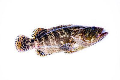 怎么畫(huà)老虎魚(yú)：如何畫(huà)老虎魚(yú)，畫(huà)老虎魚(yú)的基本步驟，