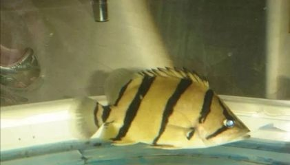 虎魚側身躺在缸底還有救嗎：虎魚側身躺在缸底還有救嗎虎魚側身躺在缸底還有救嗎