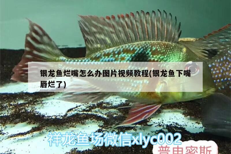 銀龍魚爛嘴怎么辦圖片視頻教程(銀龍魚下嘴唇爛了)