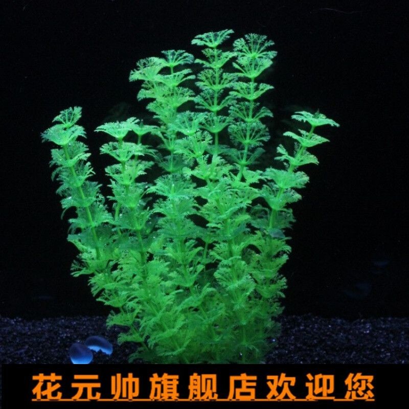 大魚缸水草哪種好養一點的：大魚缸中的水草適合養護的水草，適合大魚缸中的水草