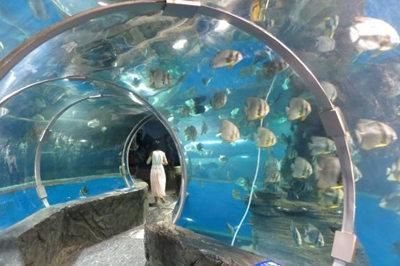北海水族館vs祥龍魚場（中國廣西壯族自治區北海市北海市北海市北海市北海水族館） 北海水族館vs祥龍魚場（中國廣西壯族自治區北海市北海市北海市北海市北海水族館） 全國水族館企業名錄 第2張