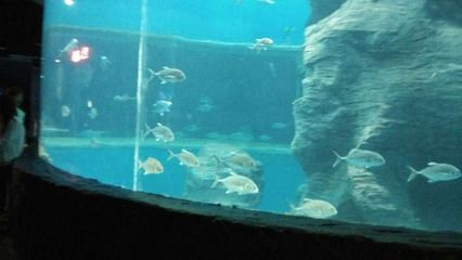 北海水族館vs祥龍魚場（中國廣西壯族自治區北海市北海市北海市北海市北海水族館） 北海水族館vs祥龍魚場（中國廣西壯族自治區北海市北海市北海市北海市北海水族館） 全國水族館企業名錄 第4張