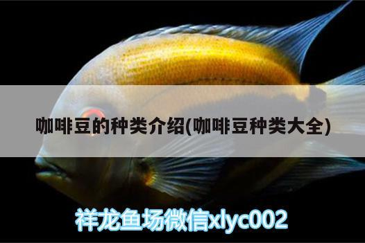 咖啡豆的種類(lèi)介紹(咖啡豆種類(lèi)大全)