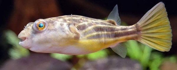龍魚身上長毛是怎么回事vs祥龍魚場：如何預防龍魚長毛