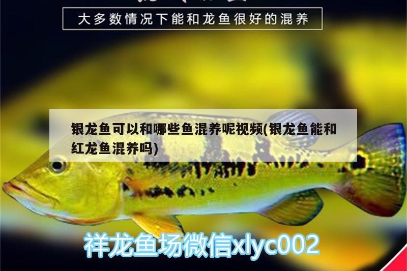 銀龍魚可以和哪些魚混養呢視頻(銀龍魚能和紅龍魚混養嗎)