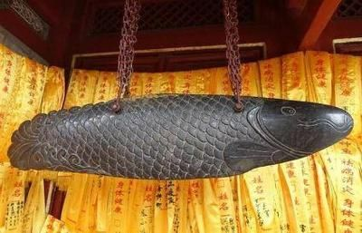 15厘米極品和尚魚：15厘米極品和尚魚價(jià)格