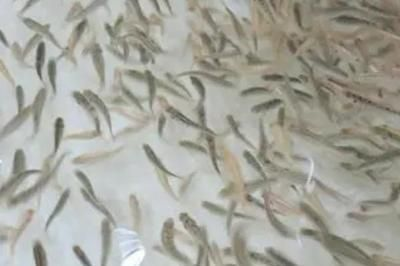 有冷水龍魚嗎圖片欣賞：有冷水龍魚嗎圖片欣賞大全