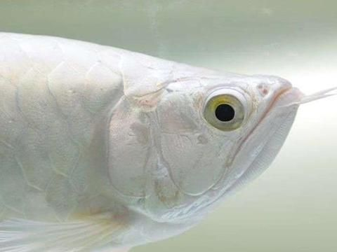 龍魚有白色的嗎vs祥龍魚場：白色龍魚是否有白色的品種，祥龍魚場的評價如何
