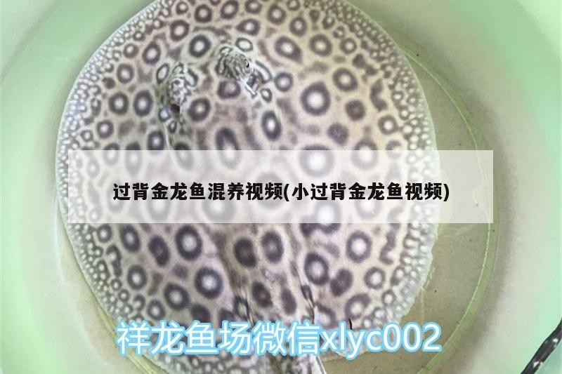 過背金龍魚混養視頻(小過背金龍魚視頻)