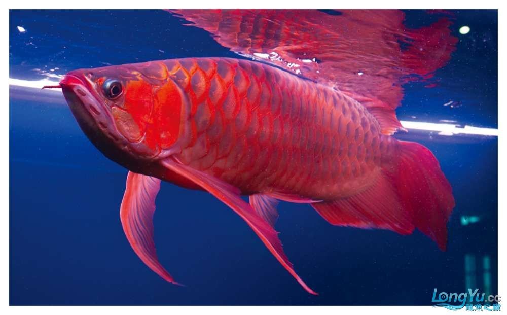 鳳凰紅龍魚是幾號龍：鳳凰紅龍魚市場價(jià)格
