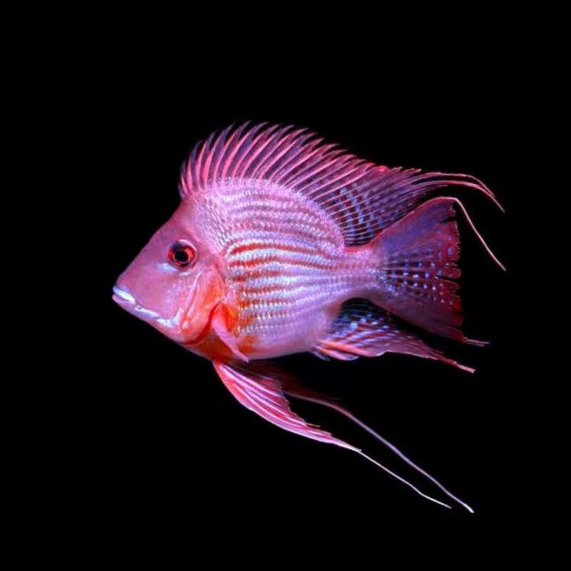 鳳凰紅龍魚是幾號龍：鳳凰紅龍魚市場價(jià)格