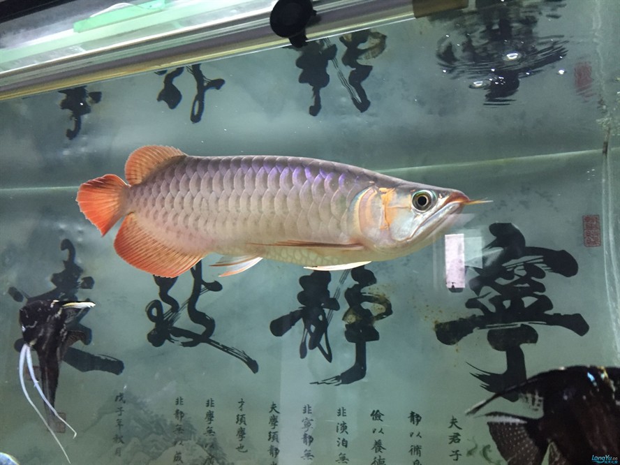 紅龍魚多錢：紅龍魚市場價格波動,紅龍魚品種鑒別方法 紅龍魚多錢：紅龍魚市場價格波動,紅龍魚品種鑒別方法 紅龍魚百科 第1張