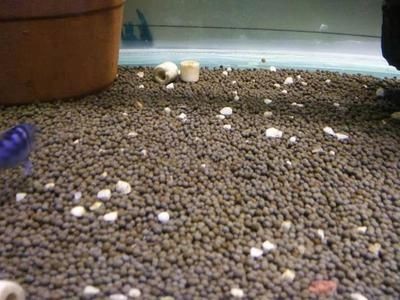 擦魚缸時用撈出魚嗎：如何給魚缸消毒