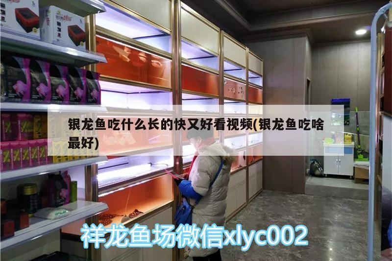 魚缸 銀龍魚吃什么長的快又好看視頻(銀龍魚吃啥最好) 銀龍魚百科 銀龍魚吃什么長的快又好看視頻(銀龍魚吃啥最好) 銀龍魚吃什么長的快又好看視頻(銀龍魚吃啥最好) 銀龍魚百科