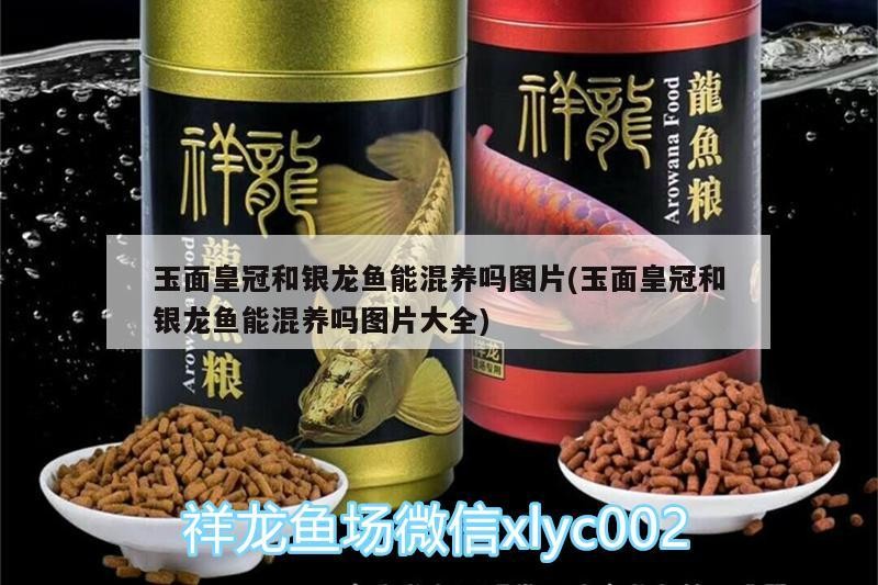 玉面皇冠和銀龍魚能混養嗎圖片(玉面皇冠和銀龍魚能混養嗎圖片大全) 玉面皇冠和銀龍魚能混養嗎圖片(玉面皇冠和銀龍魚能混養嗎圖片大全) 銀龍魚百科