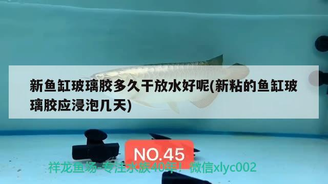 新魚缸玻璃膠多久干放水好呢(新粘的魚缸玻璃膠應浸泡幾天)