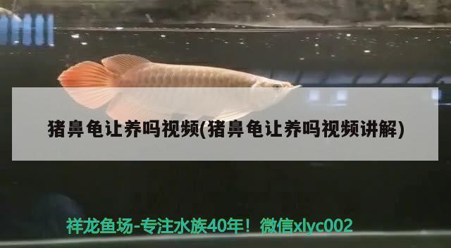 豬鼻龜讓養嗎視頻(豬鼻龜讓養嗎視頻講解)