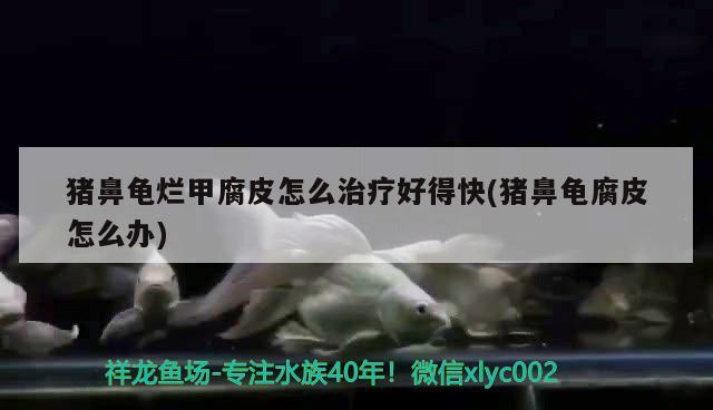 飼料 豬鼻龜爛甲腐皮怎么治療好得快(豬鼻龜腐皮怎么辦) 豬鼻龜百科 豬鼻龜爛甲腐皮怎么治療好得快(豬鼻龜腐皮怎么辦) 豬鼻龜爛甲腐皮怎么治療好得快(豬鼻龜腐皮怎么辦) 豬鼻龜百科