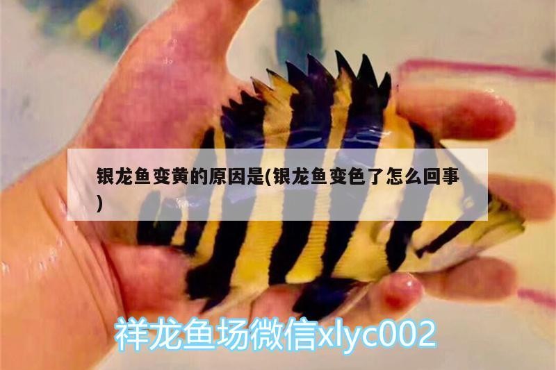 金龍魚背部長白絮通常是水霉病的表現，如何判斷金龍魚是否健康，如何判斷金龍魚是否感染水霉病