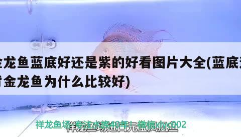 高背金龍魚 金龍魚藍底好還是紫的好看圖片大全(藍底過背金龍魚為什么比較好) 金龍魚百科 金龍魚藍底好還是紫的好看圖片大全(藍底過背金龍魚為什么比較好) 金龍魚藍底好還是紫的好看圖片大全(藍底過背金龍魚為什么比較好) 金龍魚百科