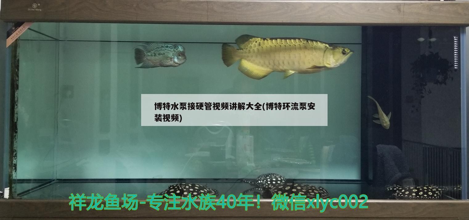 博特水泵接硬管視頻講解大全(博特環流泵安裝視頻)