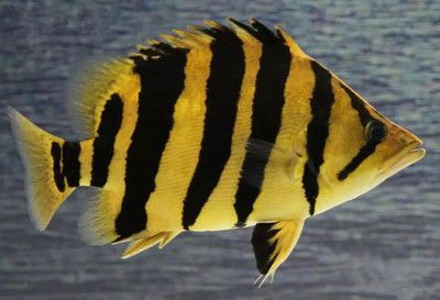 印尼虎魚(yú)的適應(yīng)水溫是多少：印尼虎魚(yú)的適合水溫是多少 印尼虎魚(yú)的適應(yīng)水溫是多少：印尼虎魚(yú)的適合水溫是多少 虎魚(yú)百科 第2張