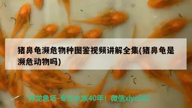 紅龍魚用黃燈烤有用嗎 豬鼻龜瀕危物種圖鑒視頻講解全集(豬鼻龜是瀕危動物嗎) 豬鼻龜百科 豬鼻龜瀕危物種圖鑒視頻講解全集(豬鼻龜是瀕危動物嗎) 豬鼻龜瀕危物種圖鑒視頻講解全集(豬鼻龜是瀕危動物嗎) 豬鼻龜百科