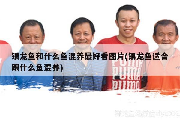 銀龍魚和什么魚混養(yǎng)最好看圖片(銀龍魚適合跟什么魚混養(yǎng))
