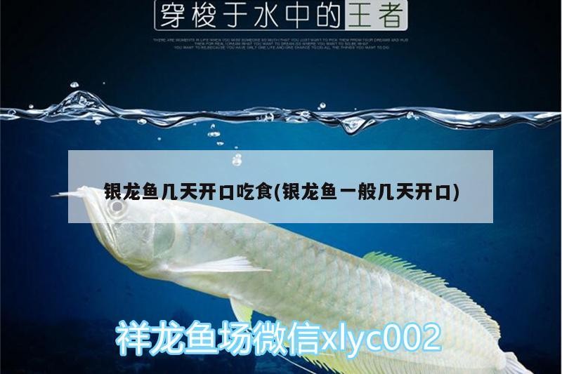 銀龍魚幾天開口吃食(銀龍魚一般幾天開口)