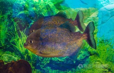 虎魚(yú)的照片：您正在尋找虎魚(yú)的照片