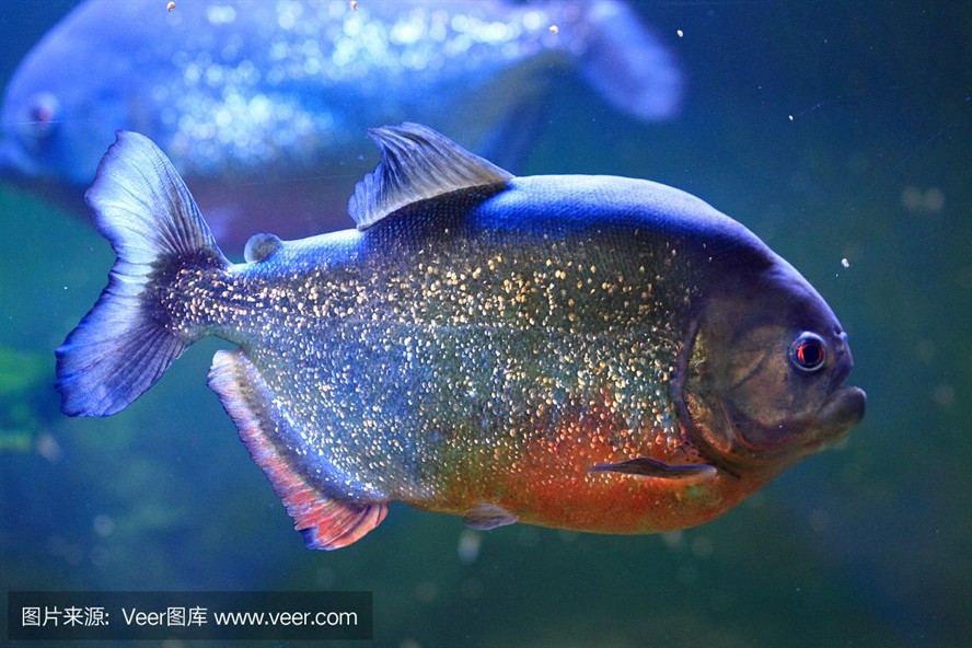 虎魚(yú)的照片：您正在尋找虎魚(yú)的照片