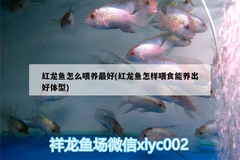 過背金龍魚什么時候發(fā)色最好（金龍魚怎樣養(yǎng)發(fā)色快呢）