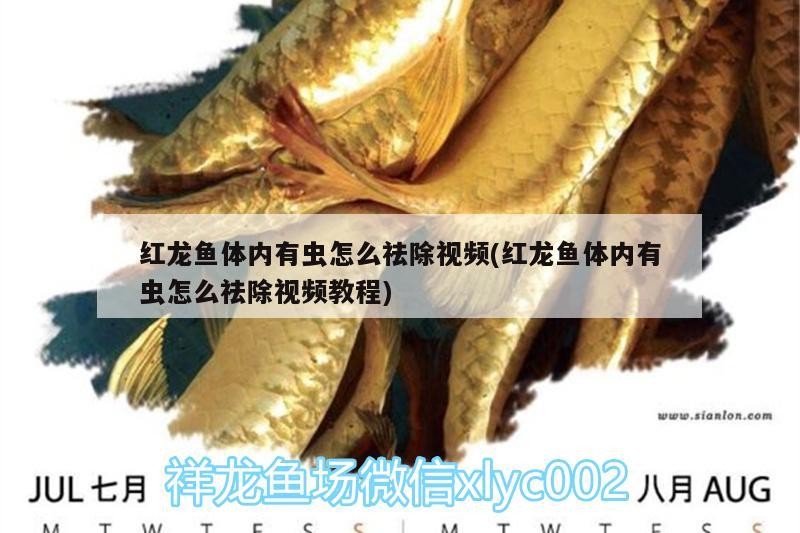 過背金龍魚什么時候發(fā)色最好（金龍魚怎樣養(yǎng)發(fā)色快呢）