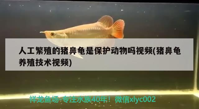 鸚鵡魚和銀龍魚混養怎樣喂食 人工繁殖的豬鼻龜是保護動物嗎視頻(豬鼻龜養殖技術視頻) 豬鼻龜百科 人工繁殖的豬鼻龜是保護動物嗎視頻(豬鼻龜養殖技術視頻) 人工繁殖的豬鼻龜是保護動物嗎視頻(豬鼻龜養殖技術視頻) 豬鼻龜百科