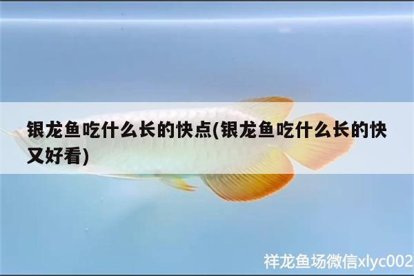 銀龍魚吃什么長的快點(銀龍魚吃什么長的快又好看)