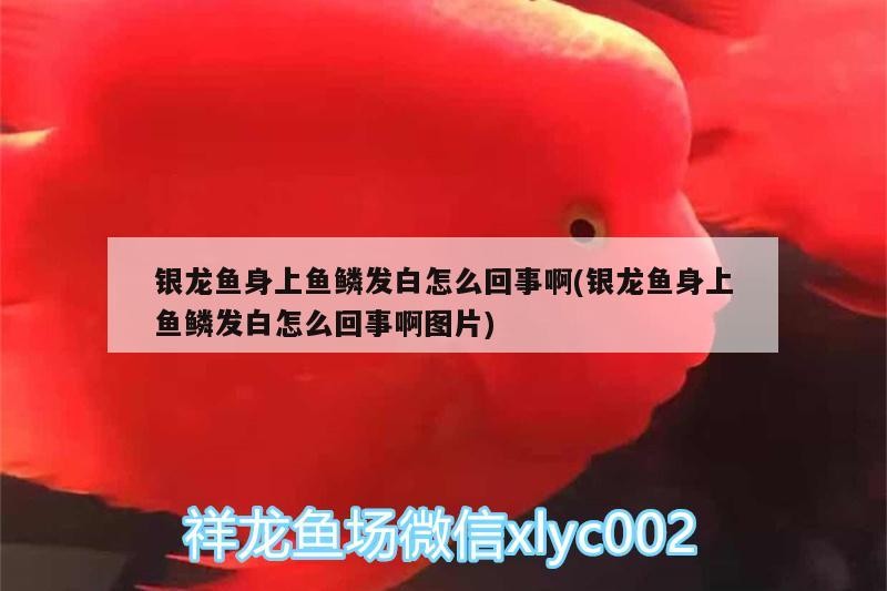 銀龍魚身上魚鱗發白怎么回事啊(銀龍魚身上魚鱗發白怎么回事啊圖片) 銀龍魚身上魚鱗發白怎么回事啊(銀龍魚身上魚鱗發白怎么回事啊圖片) 銀龍魚百科