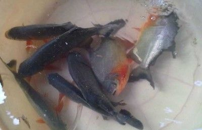 虎魚吃魚干嗎：虎魚喜歡吃魚干嗎？