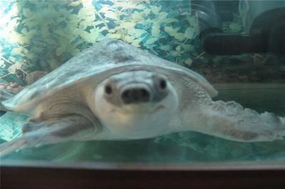 豬鼻龜?shù)氖澄镉心男贺i鼻龜可以吃什么